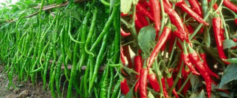 How To Fertilize Pepper Plants For A Big Harvest! The Simplest Secrets To Success