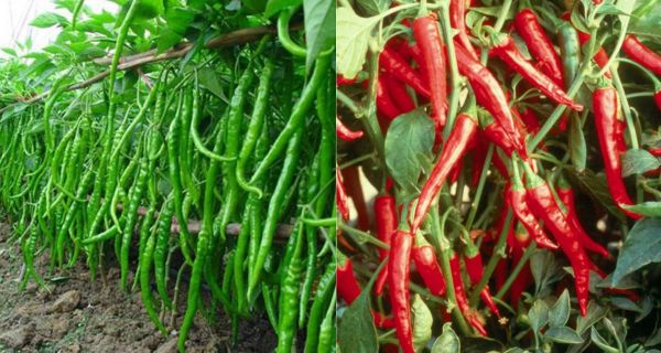 How To Fertilize Pepper Plants For A Big Harvest! The Simplest Secrets To Success