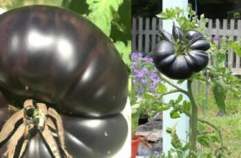 How To Grow Black Tomatoes - 16 EASY Steps & 18 varieties of black tomatoes