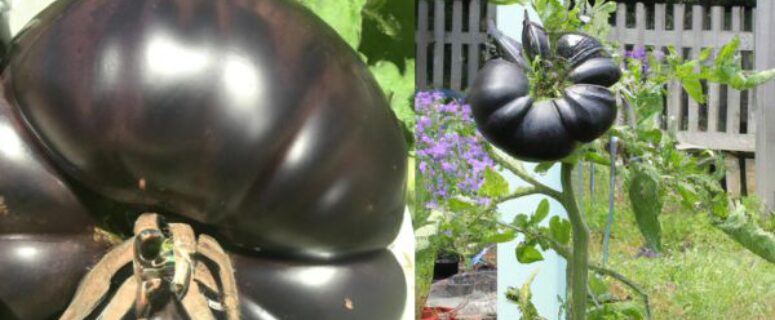 How To Grow Black Tomatoes - 16 EASY Steps & 18 varieties of black tomatoes
