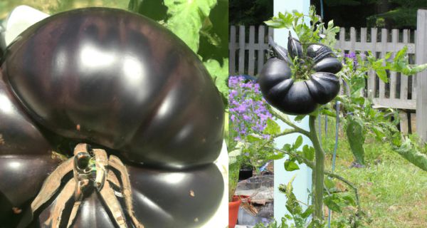 How To Grow Black Tomatoes - 16 EASY Steps & 18 varieties of black tomatoes