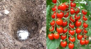 Put These 12 Surprising Things in Your Tomato Planting Hole For The Best Tomatoes Ever