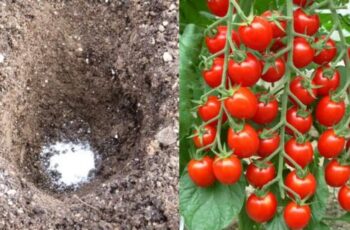 Put These 12 Surprising Things in Your Tomato Planting Hole For The Best Tomatoes Ever