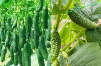 The Optimal Method for Fertilizing Young Cucumber Plants - A Comprehensive Guide to Boosting Your Crop's Growth!