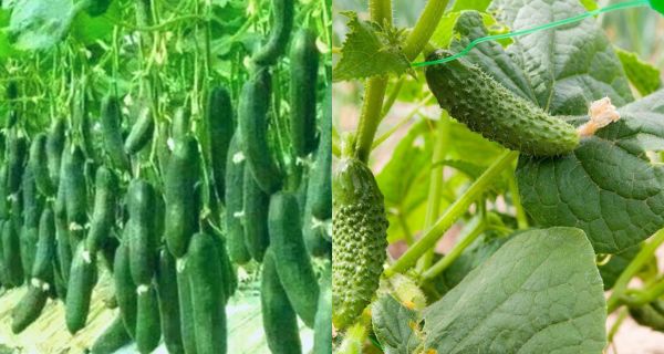 The Optimal Method for Fertilizing Young Cucumber Plants - A Comprehensive Guide to Boosting Your Crop's Growth!