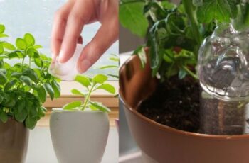 10 Popular Tips That Are Actually Killing Your Houseplants