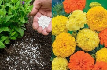 Fertilizing Marigolds – How To Get Your Marigolds Blooming Bigger Than Ever!