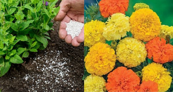 Fertilizing Marigolds – How To Get Your Marigolds Blooming Bigger Than Ever!