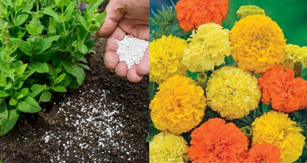 Fertilizing Marigolds – How To Get Your Marigolds Blooming Bigger Than Ever!