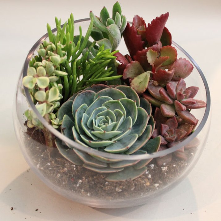 Stop Putting Succulents in Terrariums