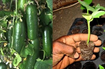 The Best Way To Fertilize Young Cucumber Plants – How To Get Your Plants Growing!