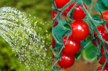 Watering Tomato Plants – How To, How Often & How Much
