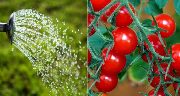 Watering Tomato Plants – How To, How Often & How Much