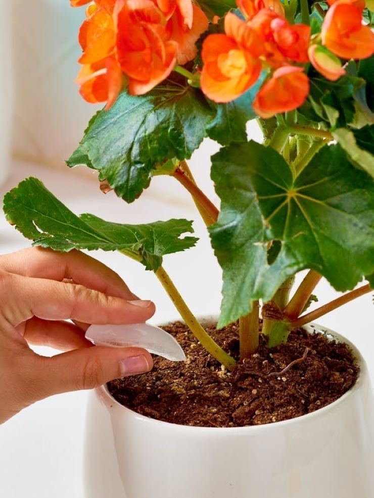 Watering Your Plants with Ice Cubes