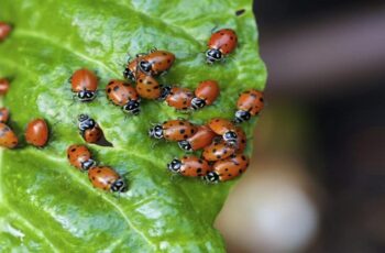 How To Attract Hundreds Of Ladybugs To Your Garden & Keep Them There