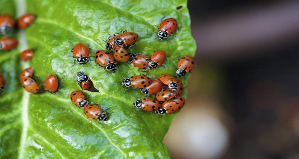 How To Attract Hundreds Of Ladybugs To Your Garden & Keep Them There