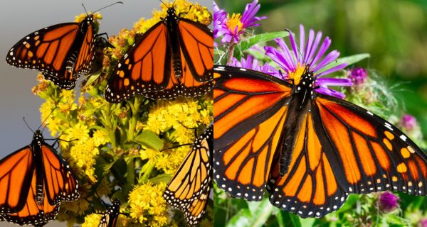 How To Attract Monarch Butterflies – 10 Plants Monarchs Love!