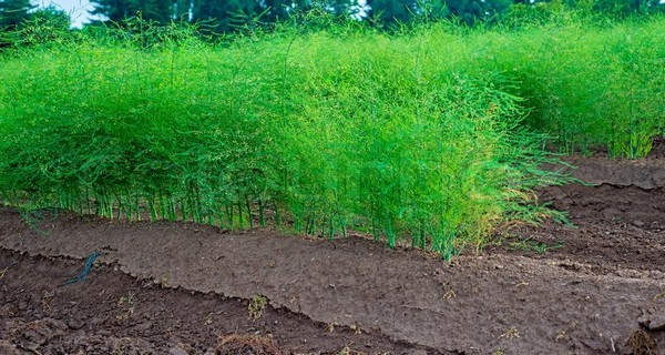 How To Care For Asparagus Plants In The Summer & Fall
