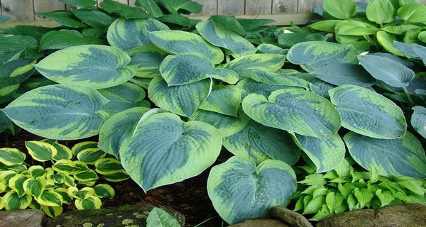 How To Divide Overgrown Hostas In The Summer – Keep Your Hostas Beautiful!