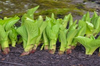 How To Divide Overgrown Hostas In The Summer – Keep Your Hostas Beautiful!