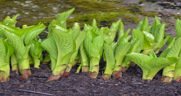 How To Divide Overgrown Hostas In The Summer – Keep Your Hostas Beautiful!