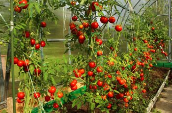 How To Fertilize Tomato Plants In The Summer- 5 Secrets For A Bigger Harvest