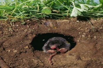 How To Keep Ground Moles Out Of Your Yard Naturally