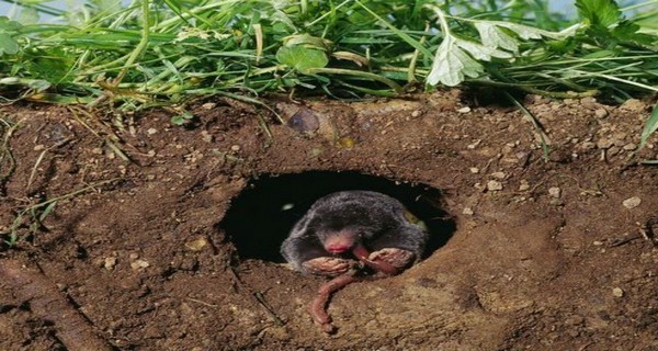 How To Keep Ground Moles Out Of Your Yard Naturally