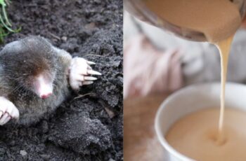 How To Stop Ground Moles In Your Garden, Flowerbeds & Lawn – Naturally!