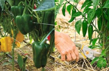 How To Prune Pepper Plants For Better Peppers And A Bigger Harvest!