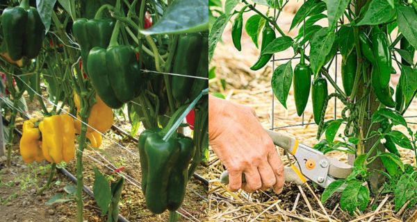How To Prune Pepper Plants For Better Peppers And A Bigger Harvest!