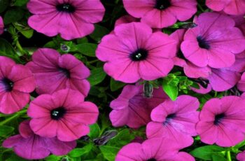 wave-petunias