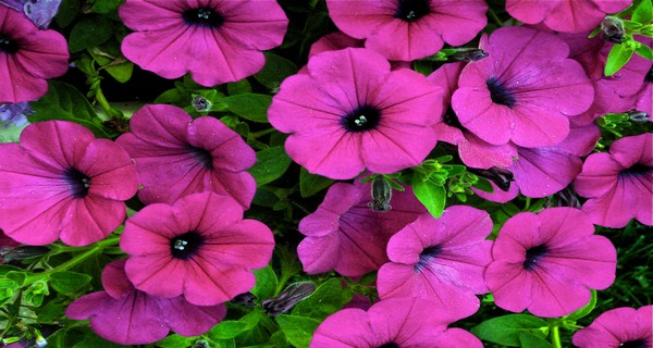 wave-petunias