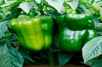 4 Plants o Never Grow Near Peppers (& 25 Beneficial Companions)