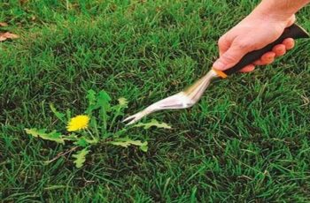 9 Natural and Effective Ways to Kill Weeds