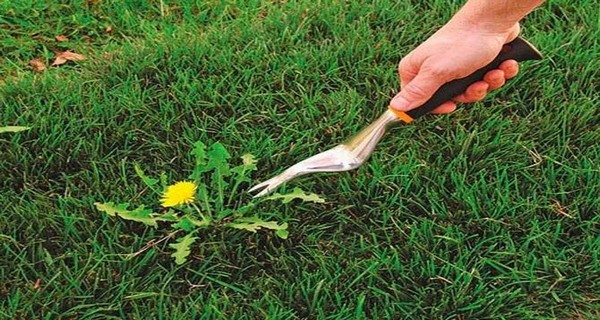9 Natural and Effective Ways to Kill Weeds - Gardening Tips and News