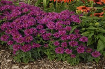 Bee Balm – the Native Flower Everyone Should Have in Their Yard