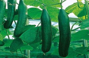 Here's How to Prevent Bitter Cucumbers