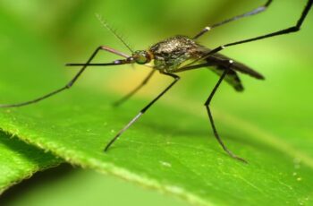 How To Keep Mosquitoes Out Of Your Yard