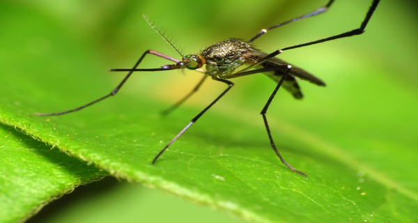 How To Keep Mosquitoes Out Of Your Yard