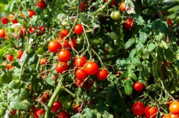 How To Keep Your Tomato Plants Producing – 11 Secrets To Grow More Tomatoes!
