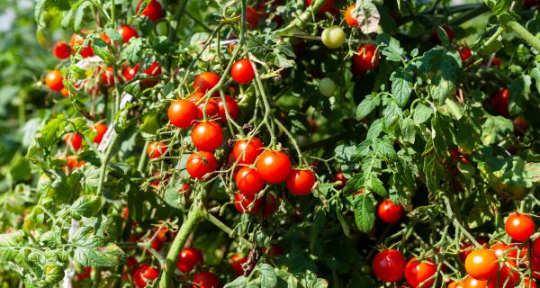 How To Keep Your Tomato Plants Producing – 11 Secrets To Grow More Tomatoes!