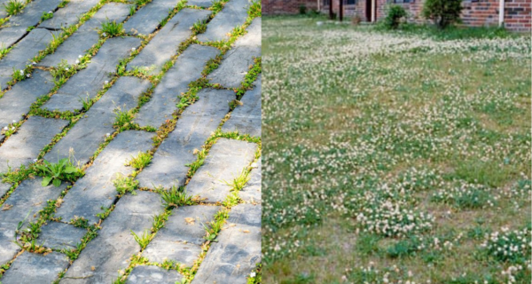 How To Kill Weeds In Driveways & Sidewalks – 4 Safe Ways That Work!