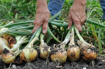 How To Plant Onions In The Fall – Grow Your Best Onions Ever!