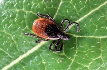 How to Get Rid of Ticks in Your Yard 9 Simple Steps to Kill and Repel Ticks