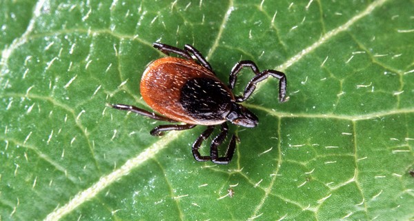 How to Get Rid of Ticks in Your Yard 9 Simple Steps to Kill and Repel Ticks