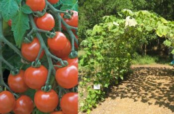 How to Grow Tomatoes on an Arched Trellis