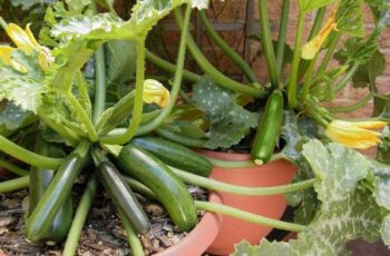 How to Grow Zucchini at Home in a Container- 10 Secrets To Produce More Zucchini