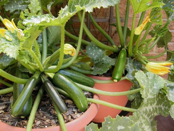 How to Grow Zucchini at Home in a Container- 10 Secrets To Produce More Zucchini