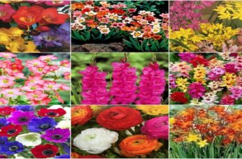 18 Perennials to Plant in Fall for Spring and Summer Blooms